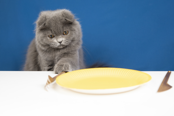 lovely-pet-portrait-isolated (3).jpg lovely-pet-portrait-isolated (3).jpg